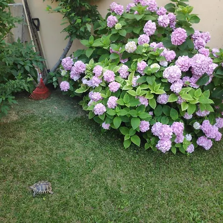 Διαμέρισμα Spacious With Big Garden Near *